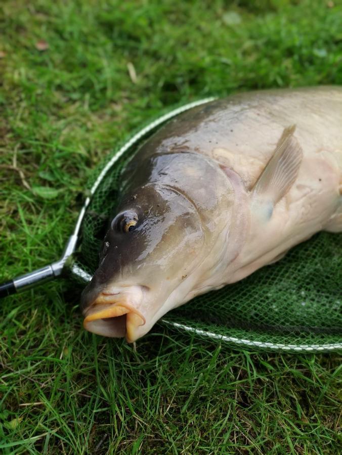 Deux Etangs Poissonneux Au Milieu Des Bois Avec Gite Moderne, La Halte Des Deux Lacs Rosée Εξωτερικό φωτογραφία
