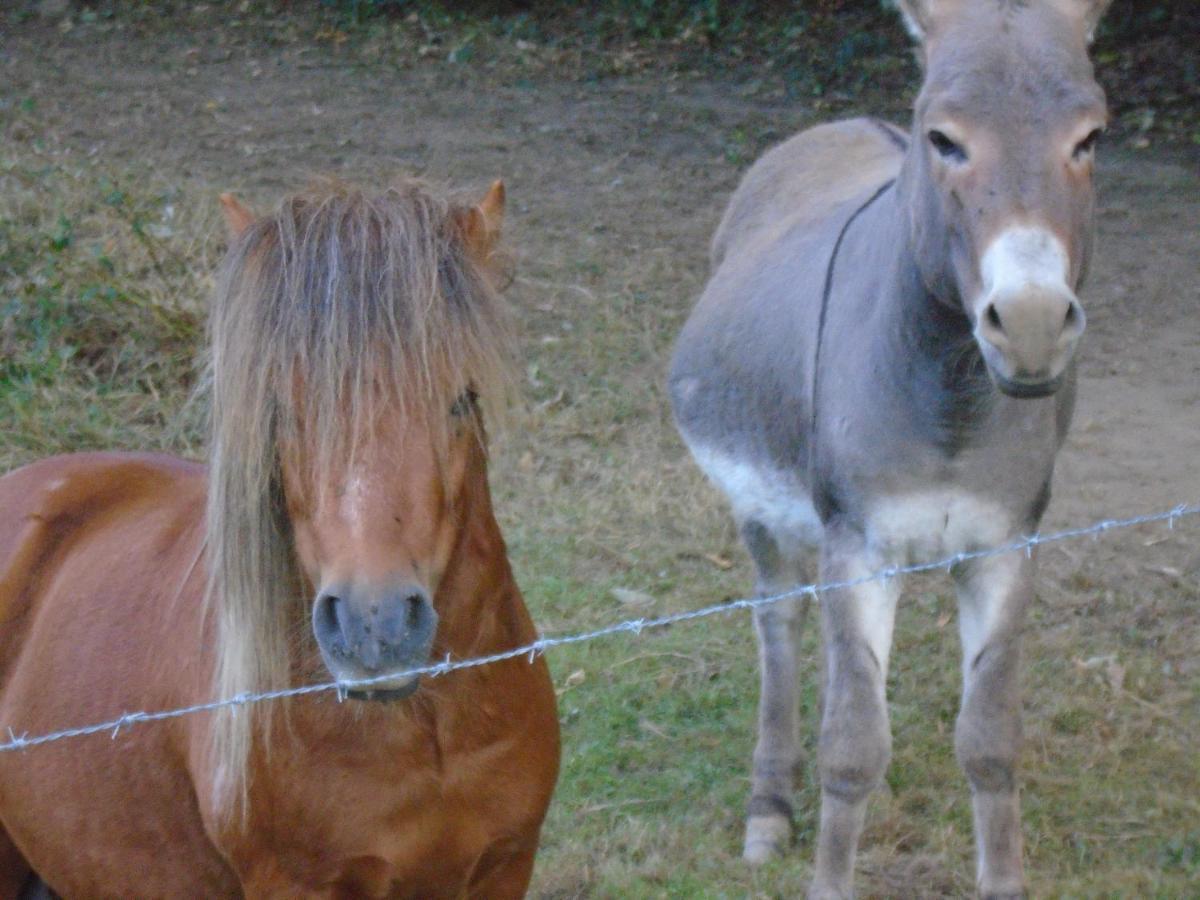 Deux Etangs Poissonneux Au Milieu Des Bois Avec Gite Moderne, La Halte Des Deux Lacs Rosée Εξωτερικό φωτογραφία